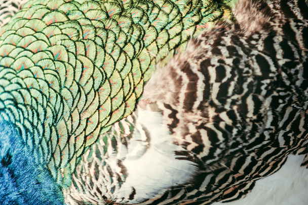 πλήρης εικόνα καρέ από πολύχρωμα παγώνι φτερά υπόβαθρο  - Φωτογραφία, εικόνα