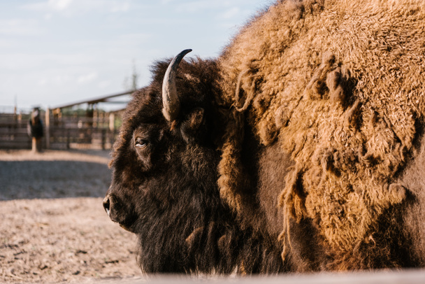 close up view of bison grazing in corral at zoo - Foto, Imagem