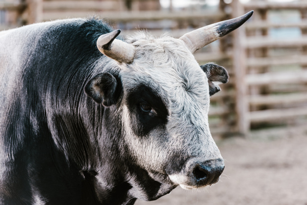 close up view of domesticated bull at zoo - Foto, imagen