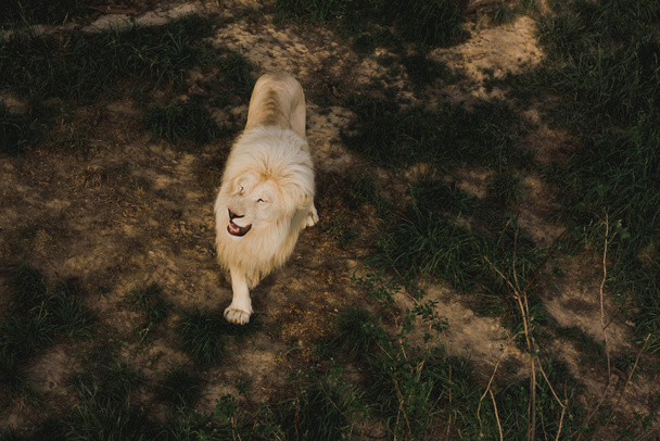 vista elevada del león caminando en terreno herboso en el zoológico
  - Foto, Imagen