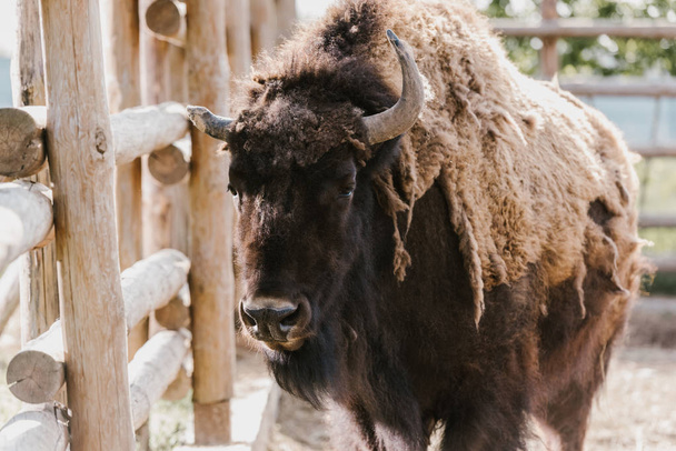 close up view of wild buffalo at zoo - Φωτογραφία, εικόνα