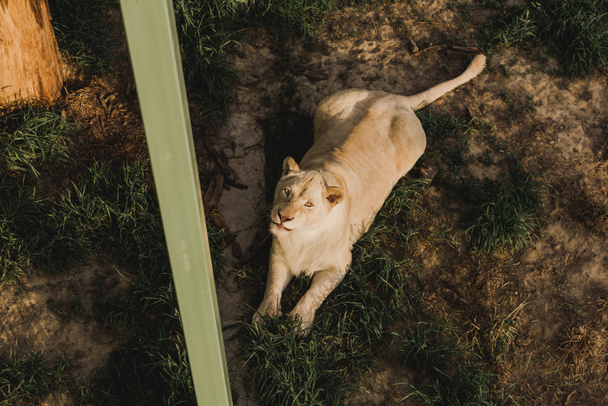 high angle view of lioness laying on grass and looking at camera at zoo  - Foto, Bild