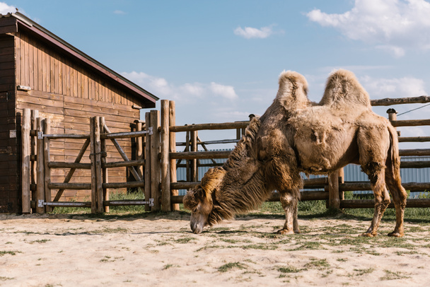vista lateral de dos camellos jorobados comiendo hierba en corral en el zoológico
 - Foto, imagen