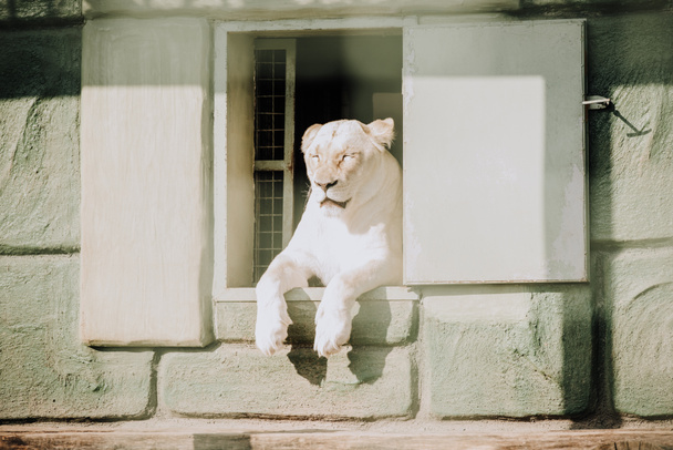 vista de perto da leoa branca descansando no zoológico
 - Foto, Imagem