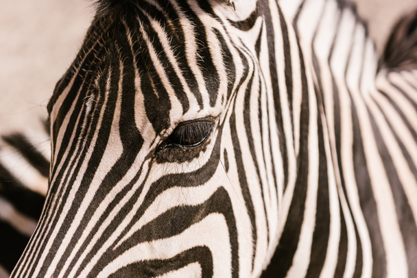 close up shot of zebra muzzle on blurred background at zoo - Foto, imagen