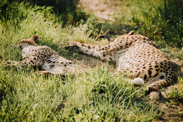 close up view of beautiful cheetah animals resting on green grass at zoo - Photo, Image