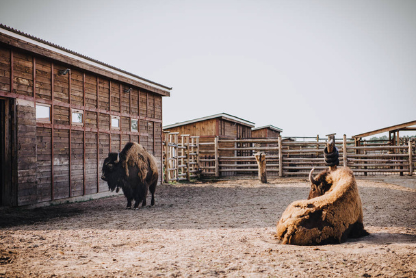 Frontansicht von zwei Bisons im Gehege im Zoo  - Foto, Bild