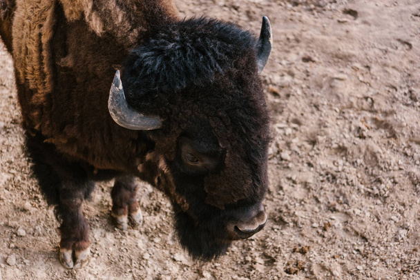visão de alto ângulo do pastoreio de bisões no solo no zoológico
  - Foto, Imagem
