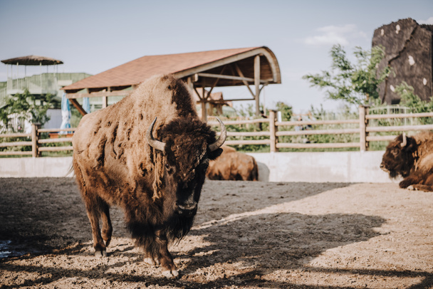 zblízka pohled bizoni pastviny v ohradě v zoo  - Fotografie, Obrázek