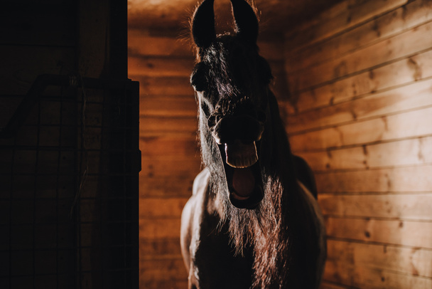 Selektiver Fokus von Pferd mit Zähnen im stehenden Stall im Zoo - Foto, Bild