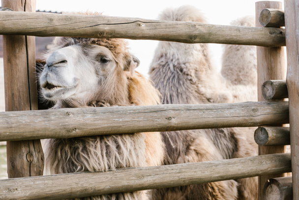 κοντινό πλάνο του δύο humped καμήλα στέκεται κοντά σε ξύλινο φράχτη στο μαντρί στο ζωολογικό κήπο - Φωτογραφία, εικόνα