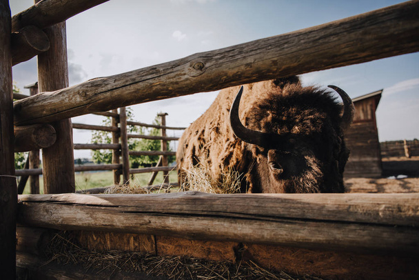 vista de cerca del bisonte comiendo hierba seca en el corral en el zoológico
  - Foto, Imagen