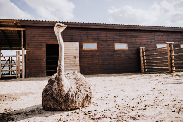vista close-up de avestruz sentado no chão em curral no zoológico
  - Foto, Imagem