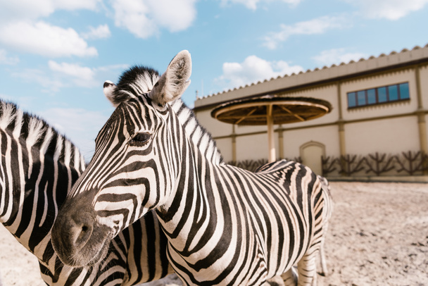 Nahaufnahme von zwei Zebras, die im Gehege des Zoos grasen - Foto, Bild
