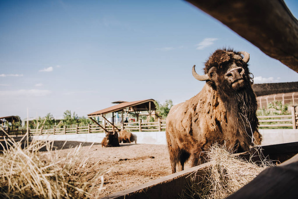 zblízka pohled bison pastviny v ohradě s dvěma bizoni za v zoo - Fotografie, Obrázek
