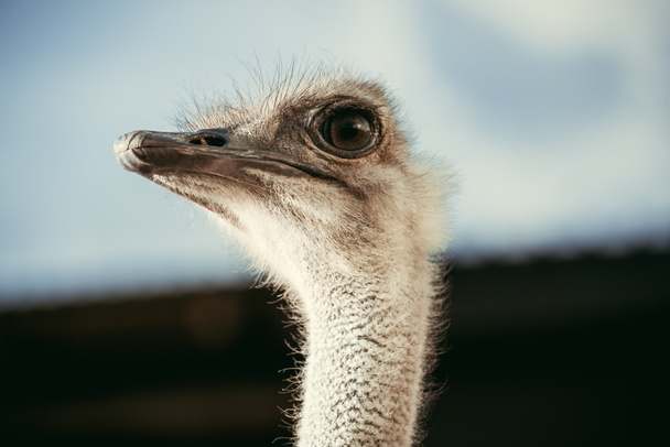 selective focus of beautiful ostrich with blurred background - Photo, Image