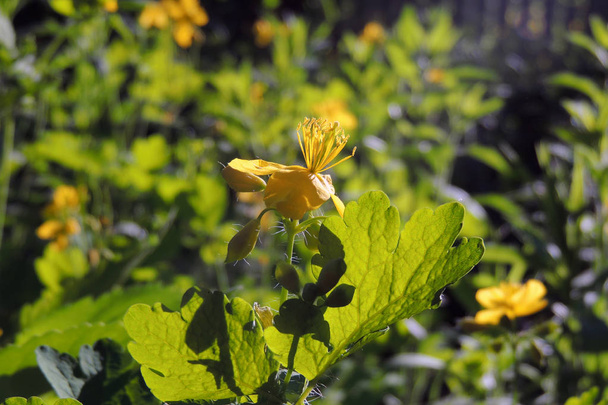 Medicinal herbs: Bright yellow flowers greater celandine Chelidonium majus - Photo, Image