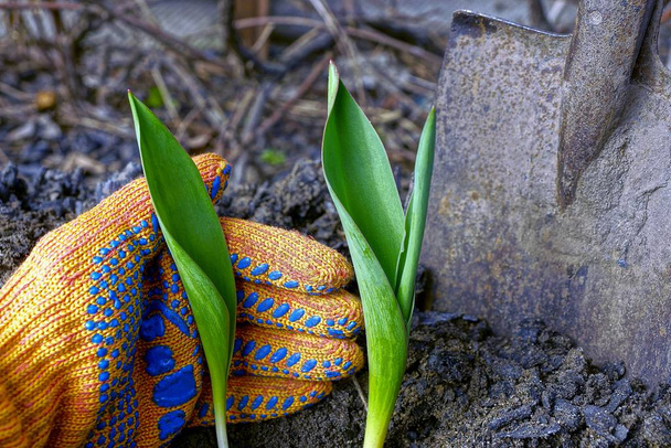 Brotes de tulipán verde y mano en guante
 - Foto, imagen