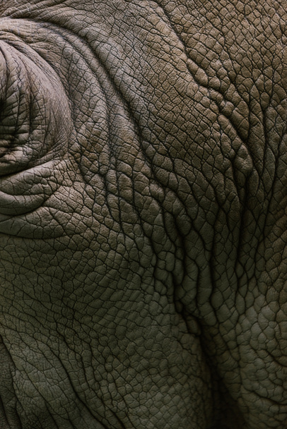 повне зображення рамки білого фону шкіри носорога
  - Фото, зображення