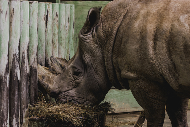 zár megjelöl kilátás safari rhino eszik étkezés állatkertben - Fotó, kép