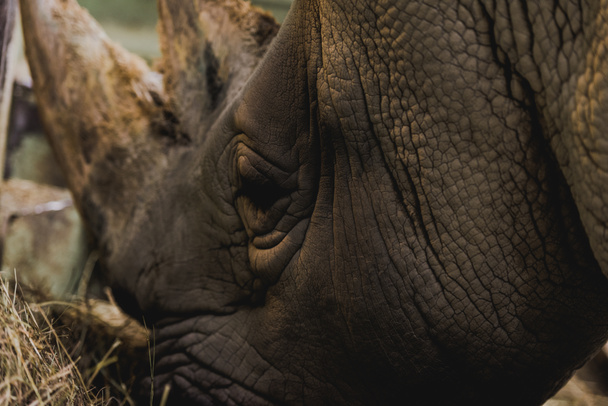 vue rapprochée du safari rhinocéros manger le repas au zoo
 - Photo, image