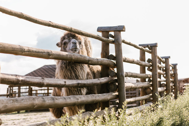 Vooraanzicht van de kameel staande in de buurt van houten hek in corral in dierentuin - Foto, afbeelding