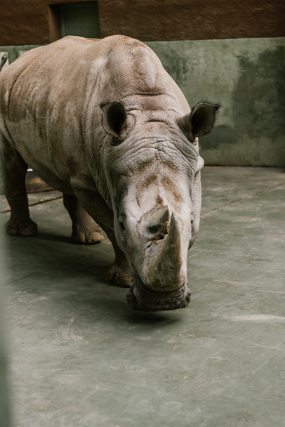 closeup shot of endangered white rhino at zoo  - Photo, Image