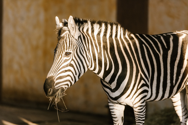 close up view of beautiful striped zebra at zoo - Photo, Image
