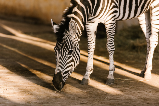 close up view of beautiful striped zebra at zoo - Foto, afbeelding