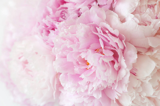 bello rosa peonia fiore sfondo - Foto, immagini