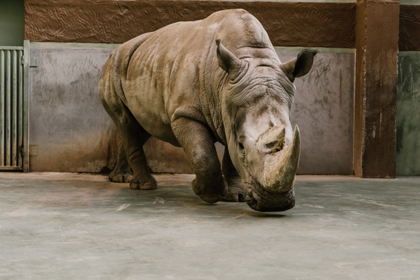vue rapprochée du rhinocéros blanc menacé au zoo
 - Photo, image