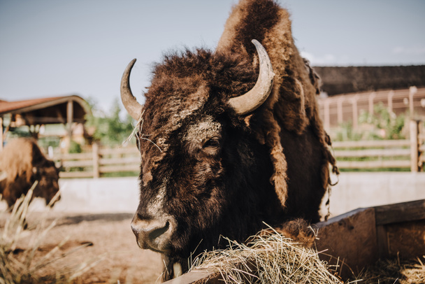 vista de cerca del pastoreo de bisontes en corral en el zoológico
  - Foto, imagen