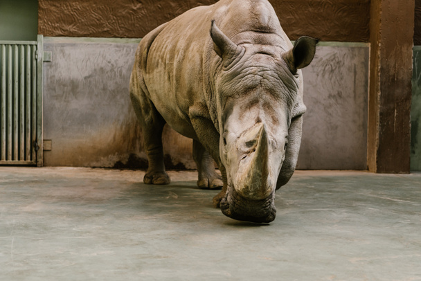 čelní pohled ohrožených bílé nosorožce v zoo  - Fotografie, Obrázek