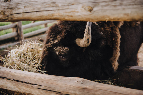 Nahaufnahme von Bisons, die trockenes Gras im Gehege des Zoos fressen - Foto, Bild