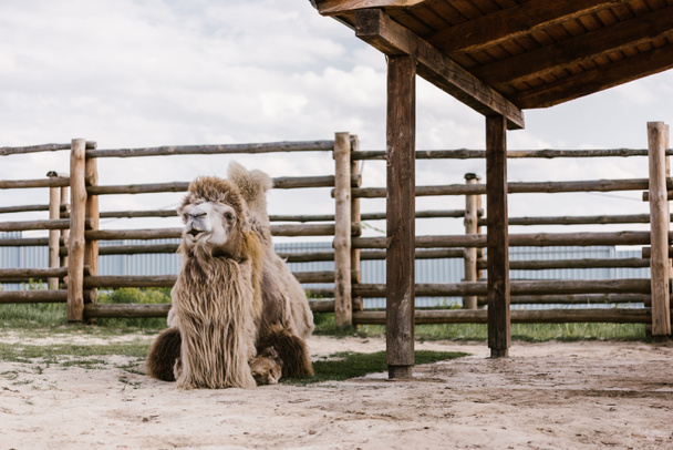front view of two humped camel sitting on ground in front of wooden fence in corral at zoo - Фото, зображення