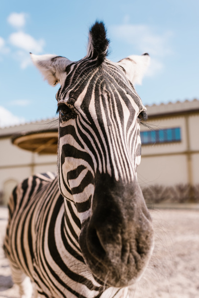 close up view of zebra muzzle on blurred background at zoo - Photo, Image