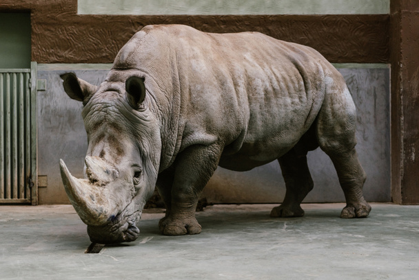 close up shot of endangered white rhino standing at zoo  - Photo, Image