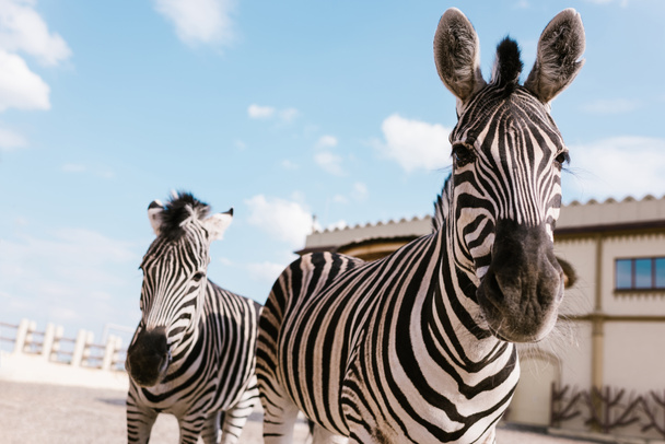 Vértes lövés a legeltetés az állatkert corral két zebrák  - Fotó, kép