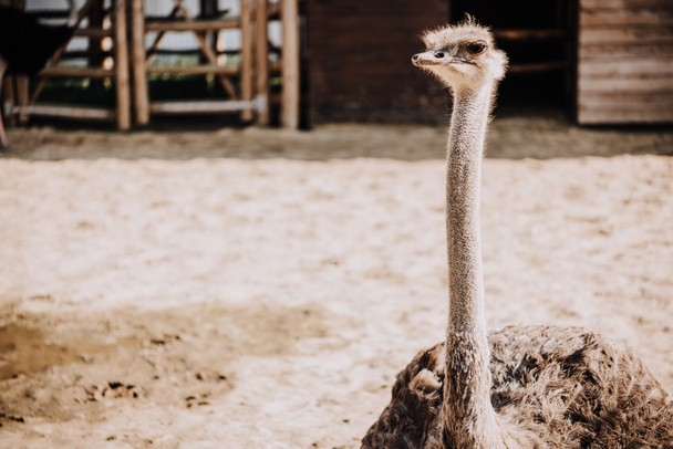 primer plano de avestruz de pie en corral bajo la luz del sol en el zoológico
 - Foto, Imagen
