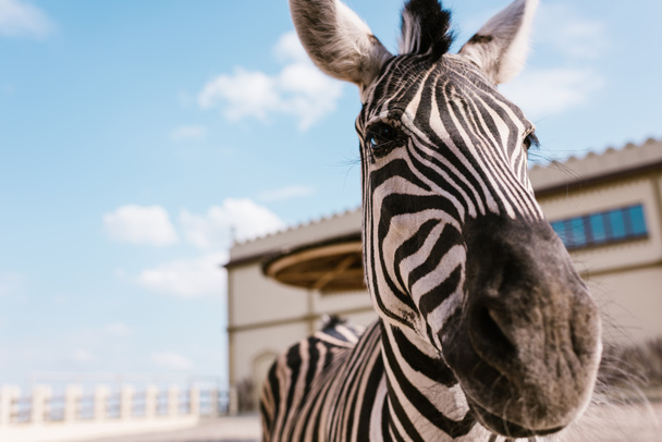 close up view of zebra standing on blurred background at zoo  - Photo, Image