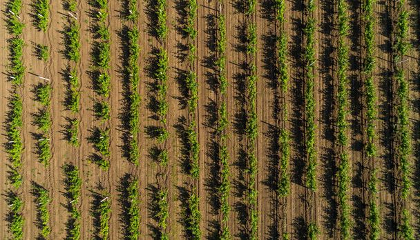 Вид с воздуха на виноградное поле летом
 - Фото, изображение