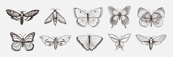 Collection of butterfly or wild moths insects. Mystical symbol or entomological of freedom. Engraved hand drawn vintage sketch for wedding card or logo. Vector illustration. Arthropod animals. - Vector, Image