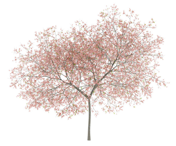 Şeftali ağacı beyaz arka plan üzerinde izole çiçeklenme. 3D çizim - Fotoğraf, Görsel