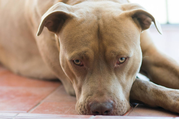 Piękny brązowy pitbull terrier pies  - Zdjęcie, obraz