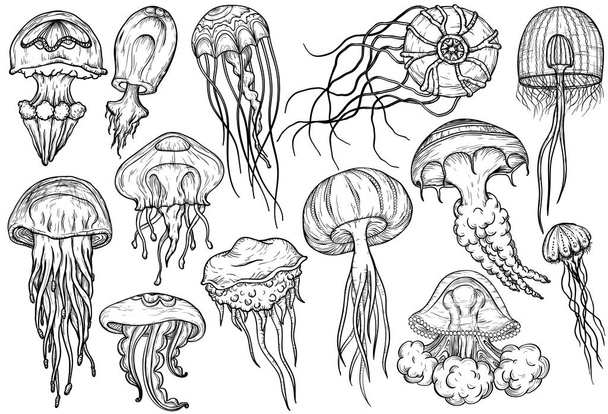 Hand drawn jellyfish set. Sea collection. - Vektor, obrázek