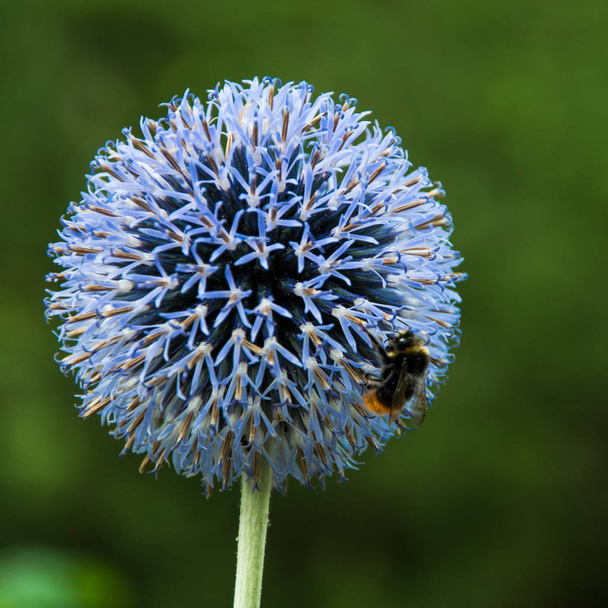 Цветок шарового чертополоха с шмелем
 - Фото, изображение