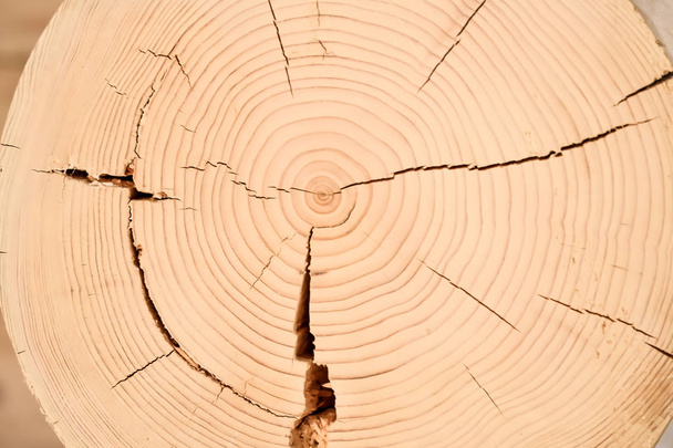 Dřevo cedrové kruh textury plátek pozadí - Fotografie, Obrázek