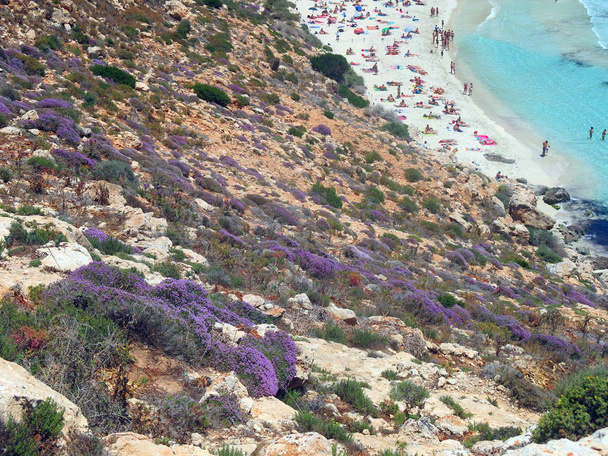 So many flowers of Erica and the beach with many bathers in the summer - Photo, Image