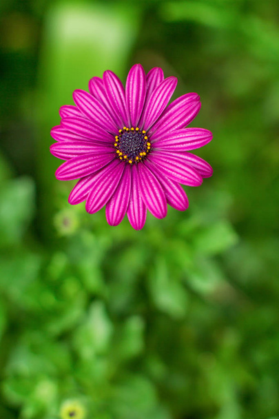 Fleur fushia sur fond vert - Foto, Bild