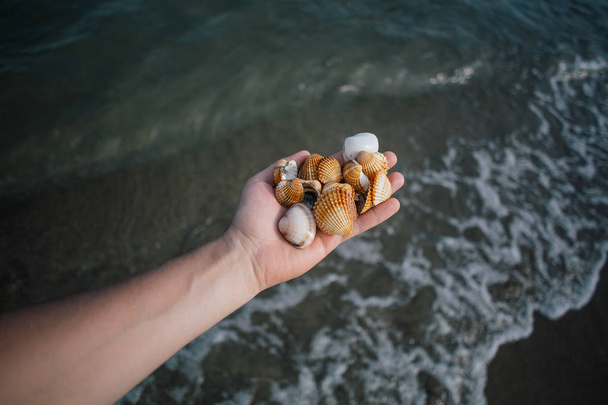 Seashells in the hands, adriatic sea Italia coast apulia - 写真・画像